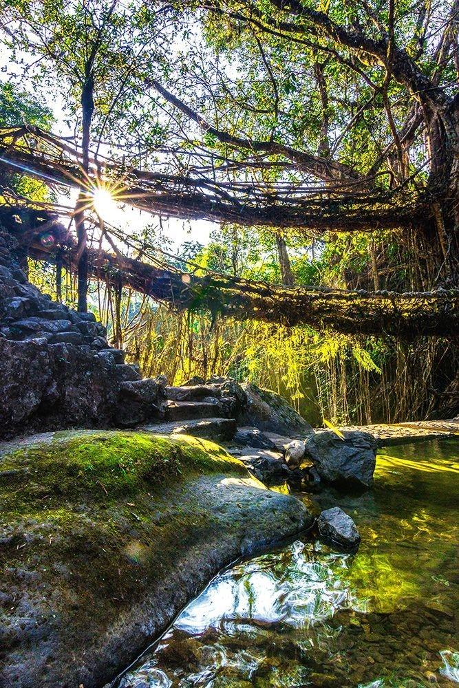 Double Decker Living Root Bridge Nongriat Cherrapunji Meghalaya travel guide