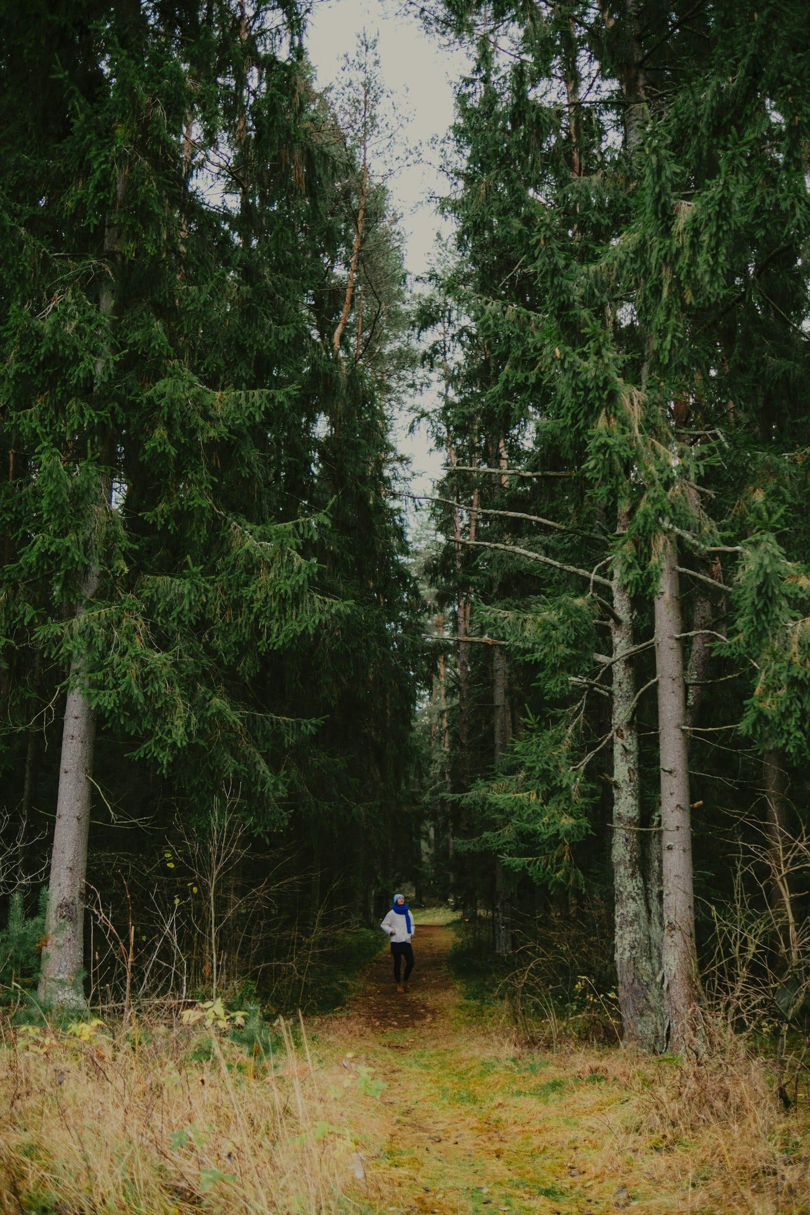 Peaceful pine forest trail near Kasauli, Himachal Pradesh